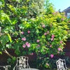 Photo 8: Garden ft. roses