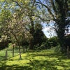 Photo 4: Garden