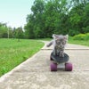 Photo 2: My cat back home (won't be in Glasgow)