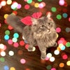 Photo 3: My cat back home (won't be in Glasgow)