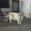 Photo 7: Meet Pixie