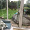Photo 7: Shared conservatory looking out to the garden
