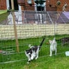 Photo 7: Foster kittens!