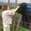 Photo 7: Hairy coos up in the glorious Scotland