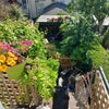 Photo 9: Garden