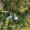 Photo 7: The swans on the lake behind the flats