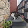 Photo 9: Catmate :) 