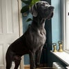 Photo 8: The house dog!
