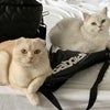 Photo 6: CATS