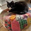 Photo 5: Kitty ( yeah, imaginative ) 