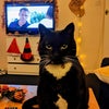 Photo 6: Gimli the Cat