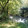 Photo 6: Bottom of Garden