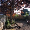 Photo 4: Back garden