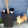 Photo 9: Pets welcome
