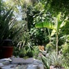 Photo 9: Walled garden.