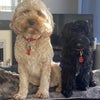 Photo 2: The dogs