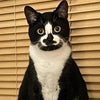 Photo 8: Tilly the Cat