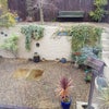 Photo 7: Front garden