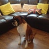 Photo 4: Alfie!
