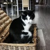 Photo 9: Ziggy, my very social cat