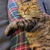 Photo 9: Suki on one of very new/ rare lap naps
