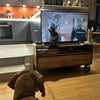 Photo 9: Pets and kitchen 
