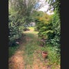 Photo 6: garden - pre-heatwave