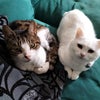 Photo 5: Our Two cats