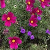 Photograph of Rose