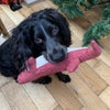 Photo 8: Milo and his Christmas croc 