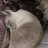 Photo 9: Cats