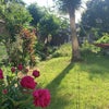 Photo 8: Garden or Patio