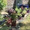 Photo 9: Garden