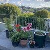 Photo 7: View in summer!