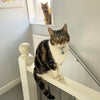 Photo 8: Roxie and Marlie the resident cats