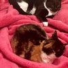 Photo 3: The  Fluffy Babes