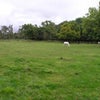 Photo 4: view from house over land
