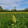 Photo 9: Wildflower Meadow