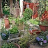 Photo 4: Back garden