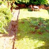 Photo 5: Garden