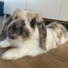 Photo 7: House bunny 🐰