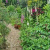 Photo 5: Rear Garden