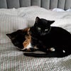 Photo 9: Mabel and Maisie