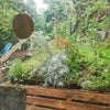 Photo 4: Garden