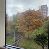 Photo 5: View of the park from living room window