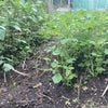 Photo 4: Growing vegetables in the garden.