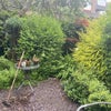 Photo 4: back garden