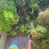 Photo 6: sunny garden