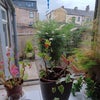 Photo 6: View from kitchen window