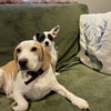 Photo 9: Buddy and Patchy